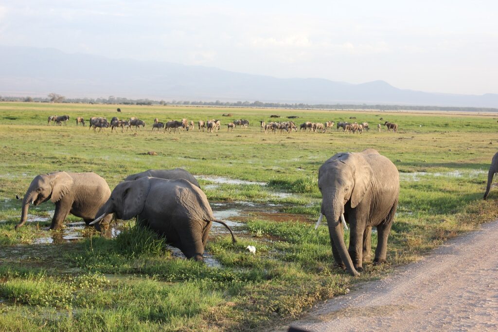 Amboseli National Park