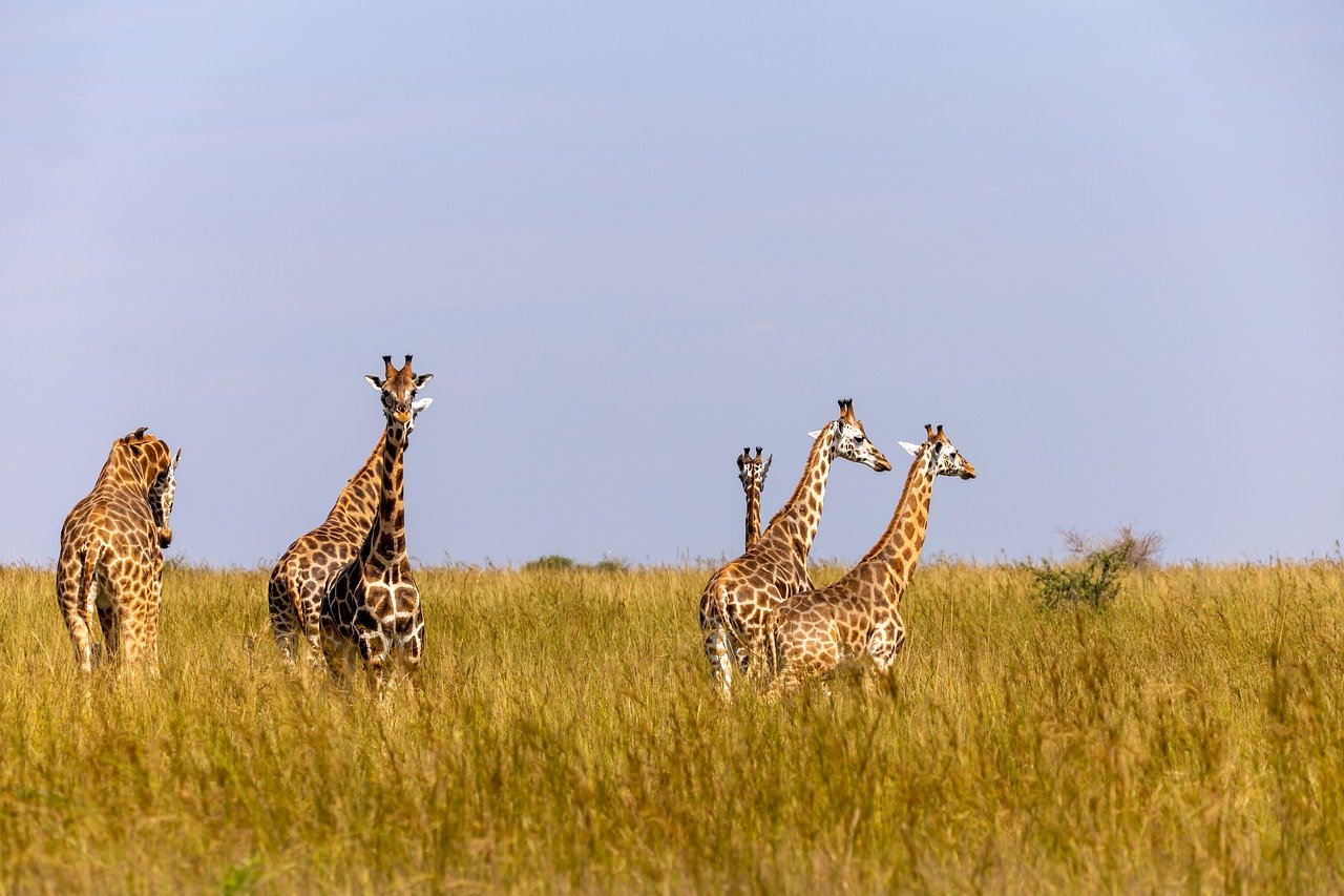 Amboseli giraffes