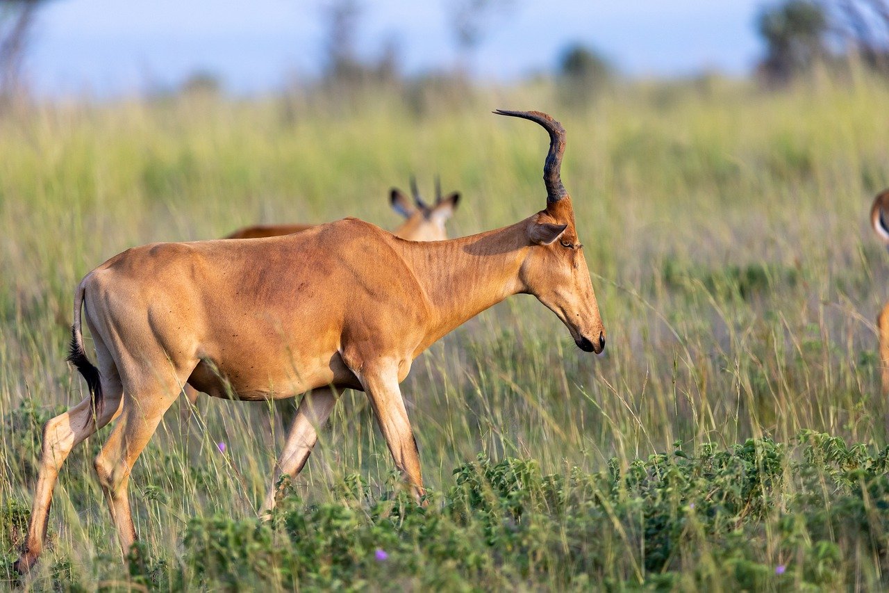 Amboseli National Park Impala