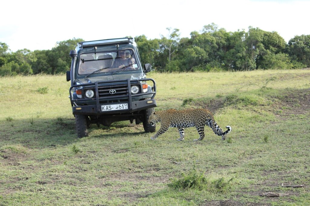 lion in a africa safari tour