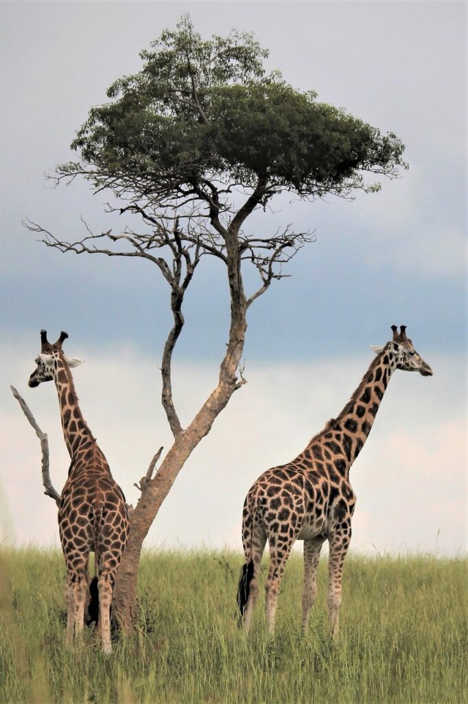 Africa luxury tour giraffes