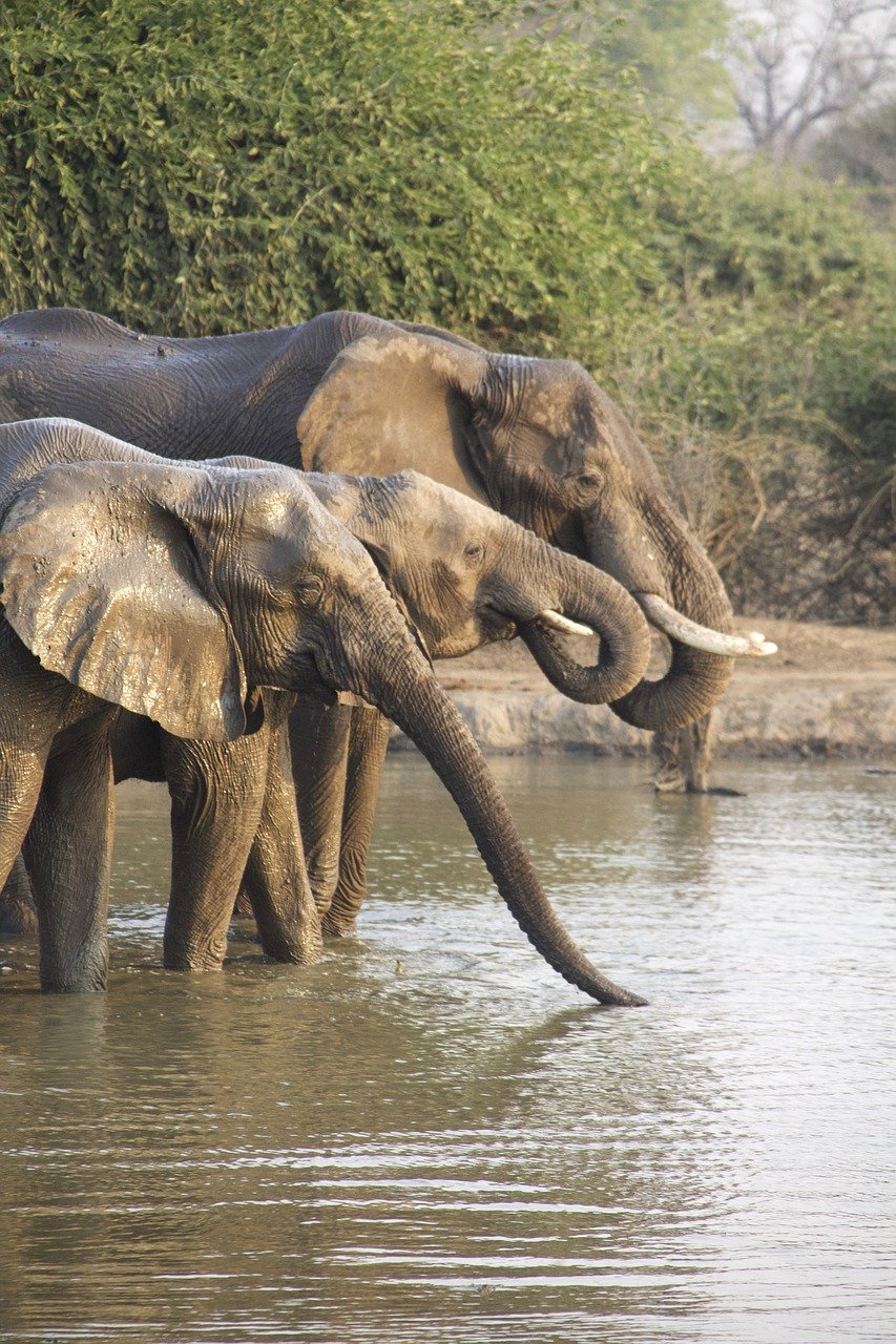 Africa safari elephant