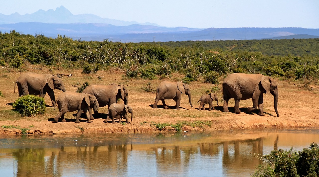 Amboseli tours