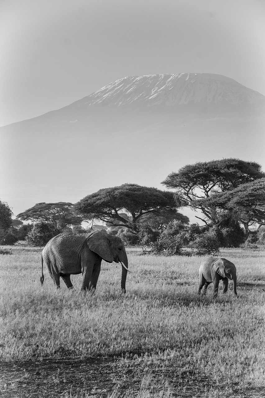 amboseli national park kilimanjaro