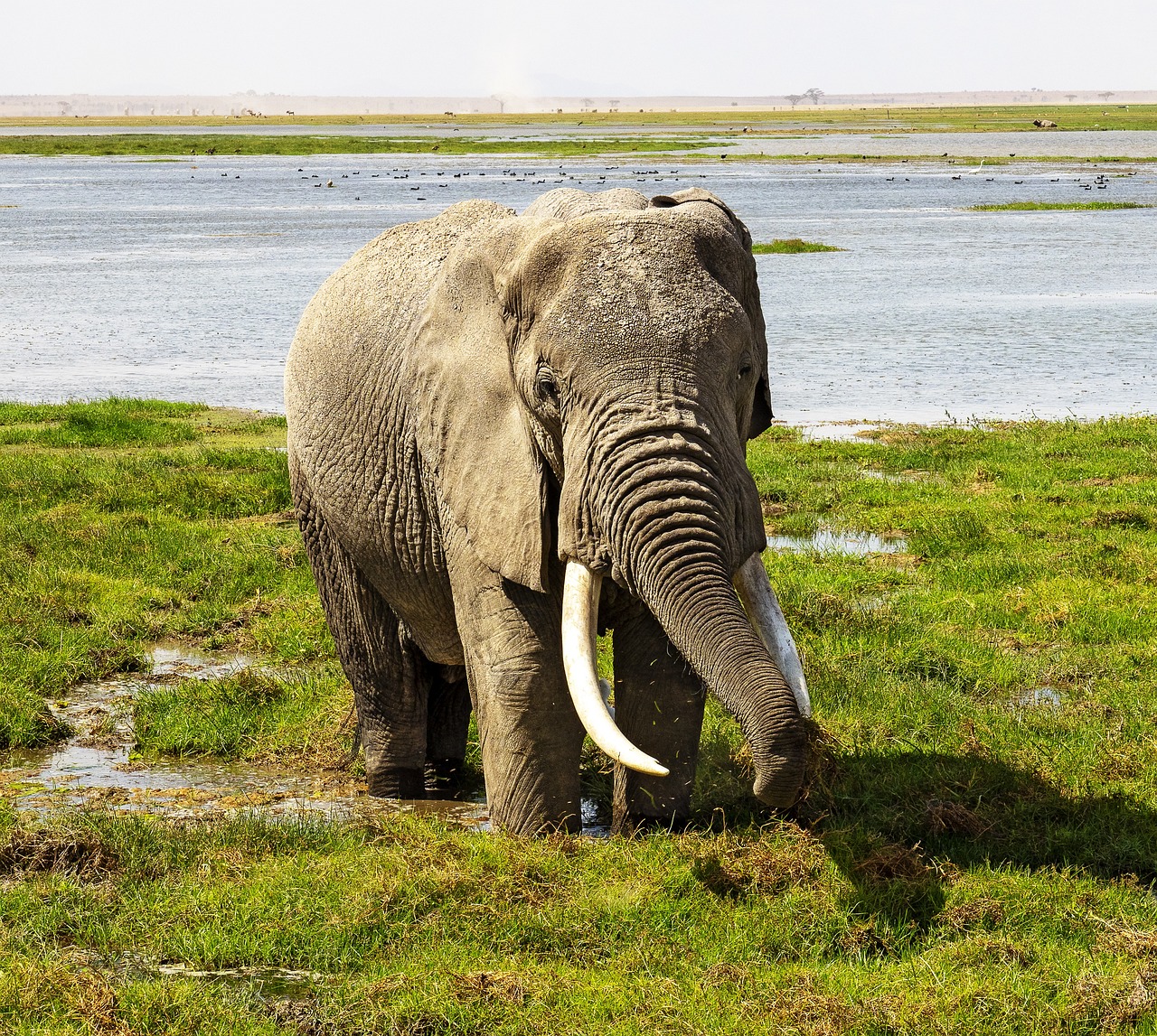 amboseli national park