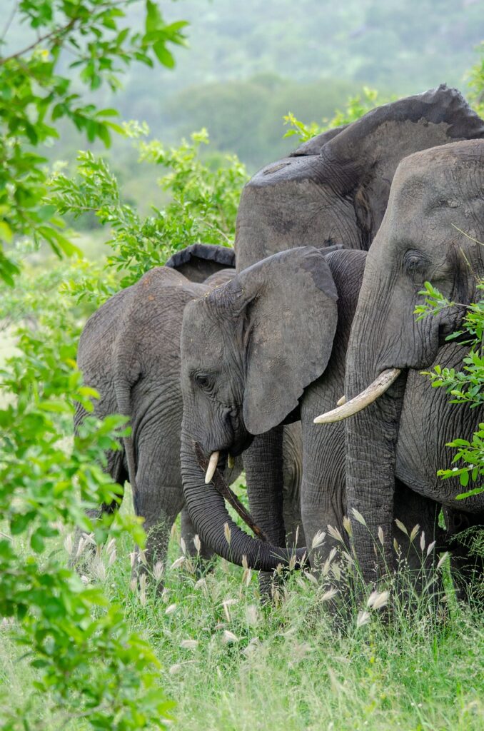 Amboseli park elepjants