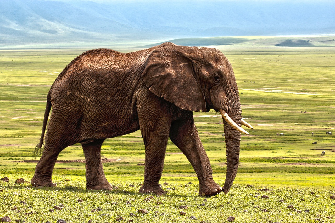 elephant at Ngorongoro crater