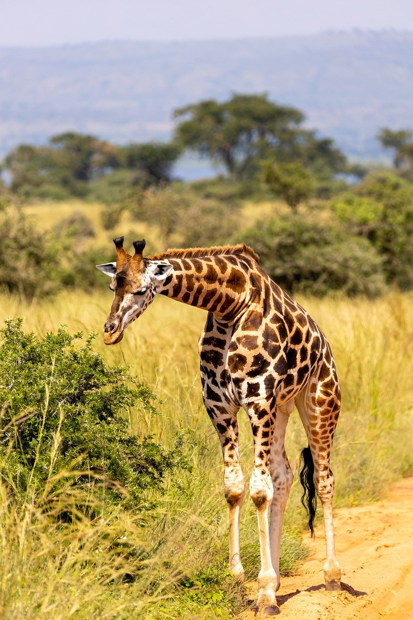 Giraffe in Amboseli