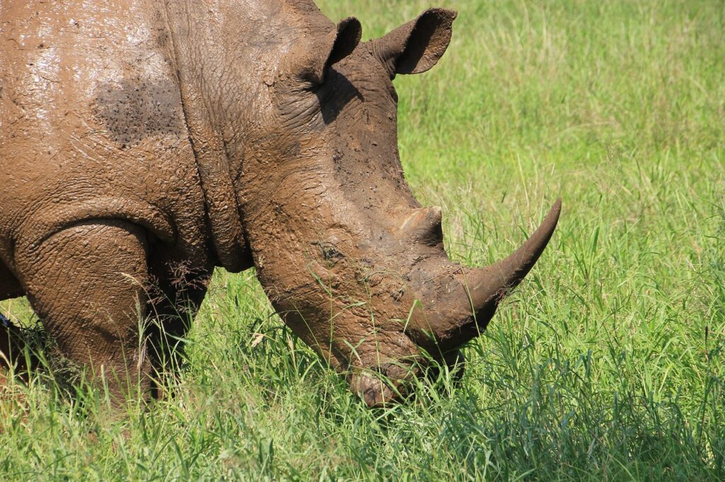 Masai Mara National Park