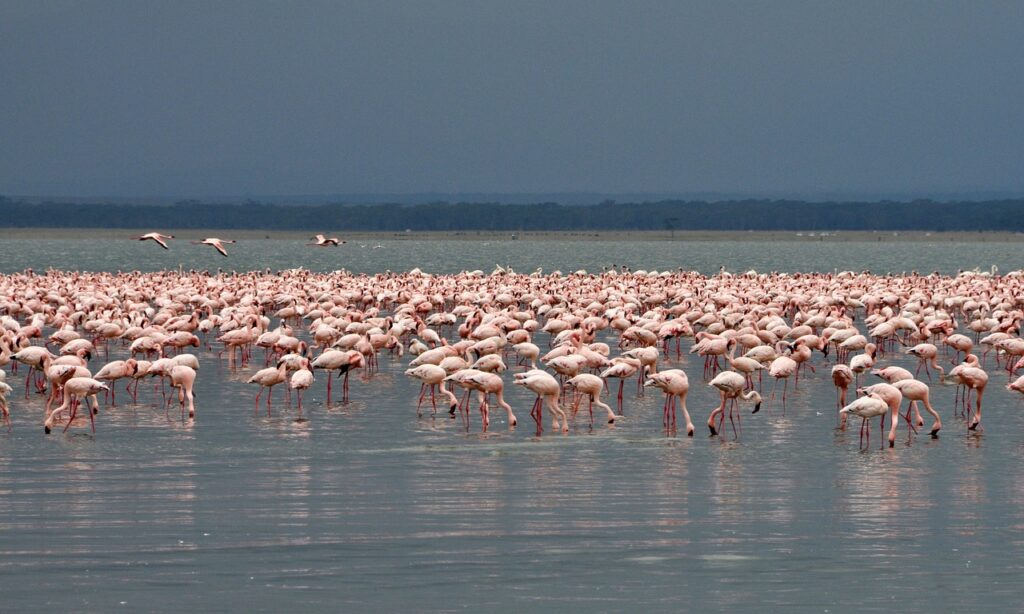 lake Nakuru national park