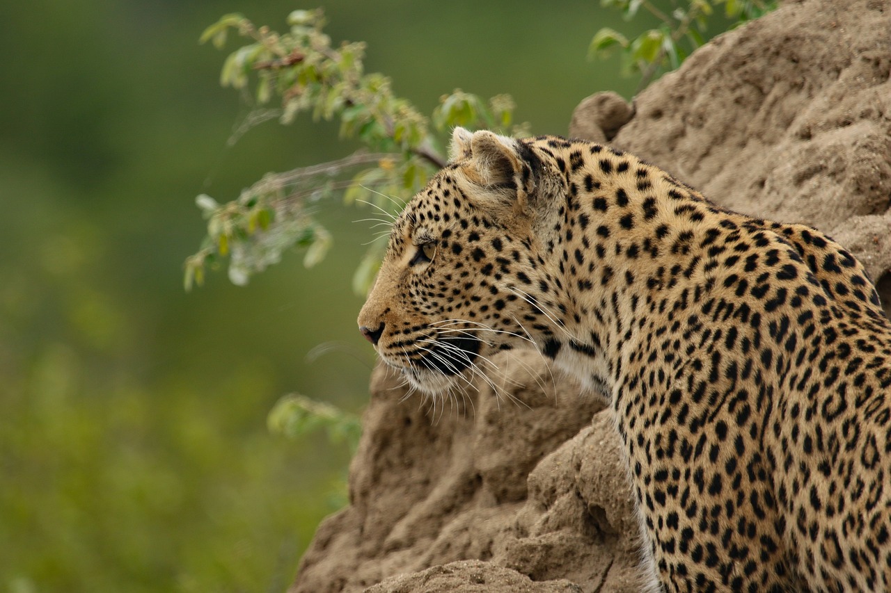 Africa luxury tour masai mara