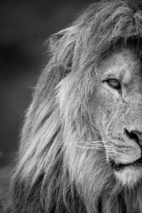 
lion in Amboseli park