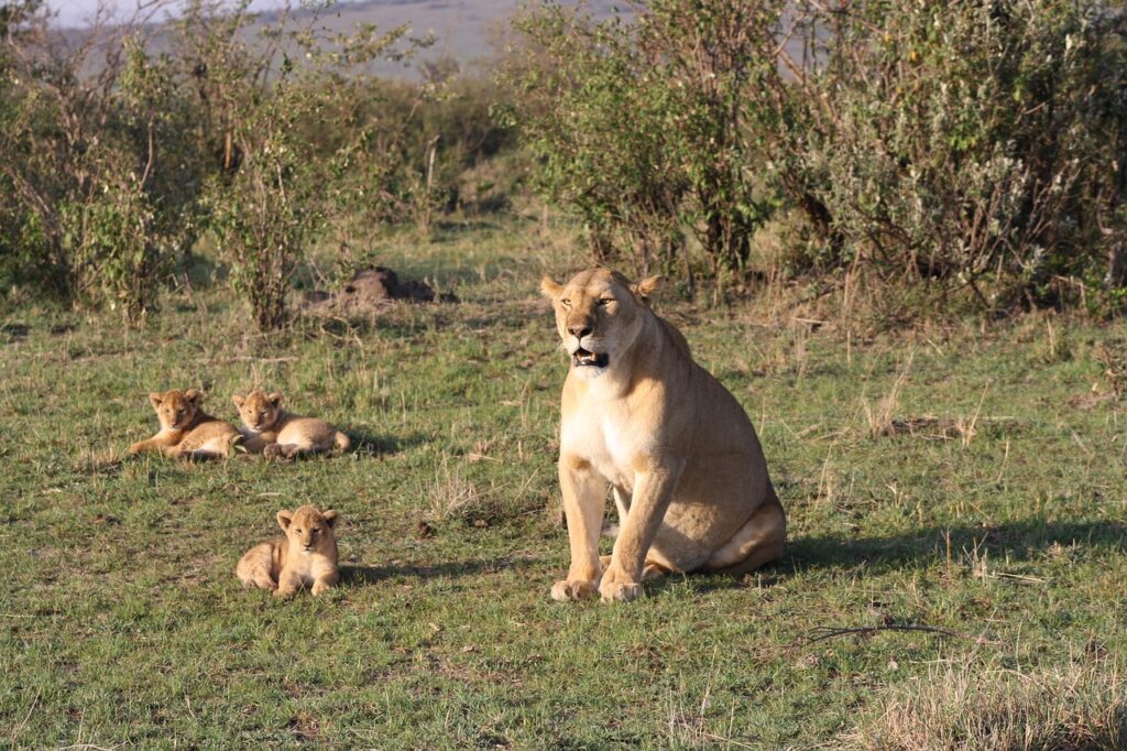 lion safari tours Africa