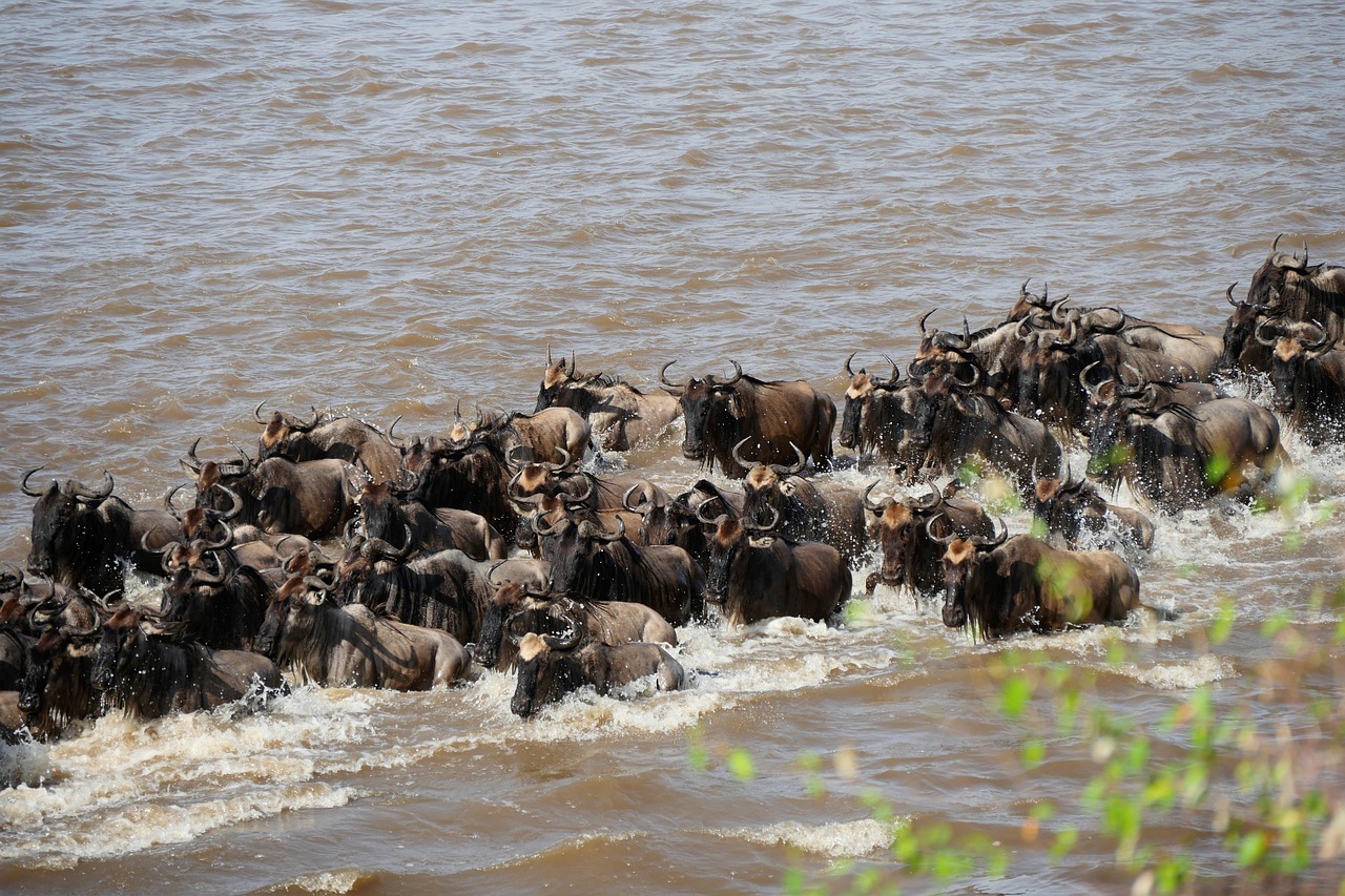 masai mara river crossing