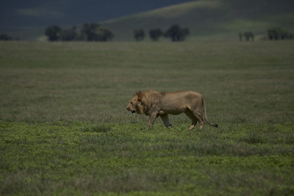 ngorongoro crater lions