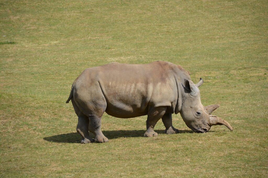 Rhino in Amboseli