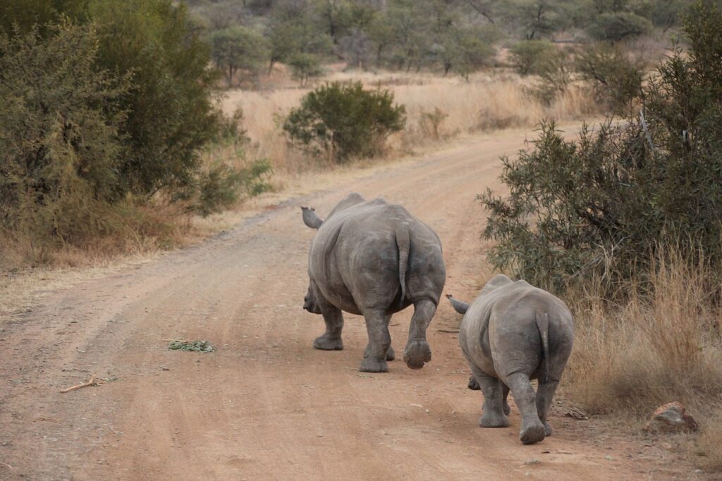 rhinos in amboseli