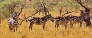 Serengeti Safari tours