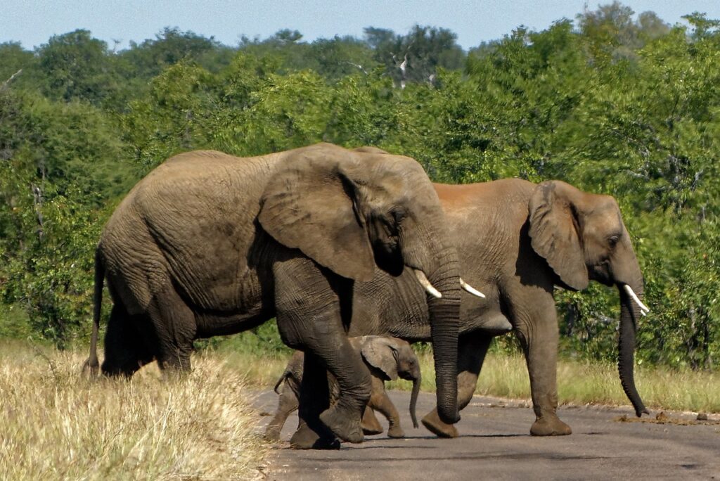 Kruger National Park tours