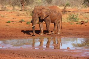 Tsavo National Park