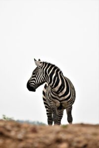 amboseli national park zebra