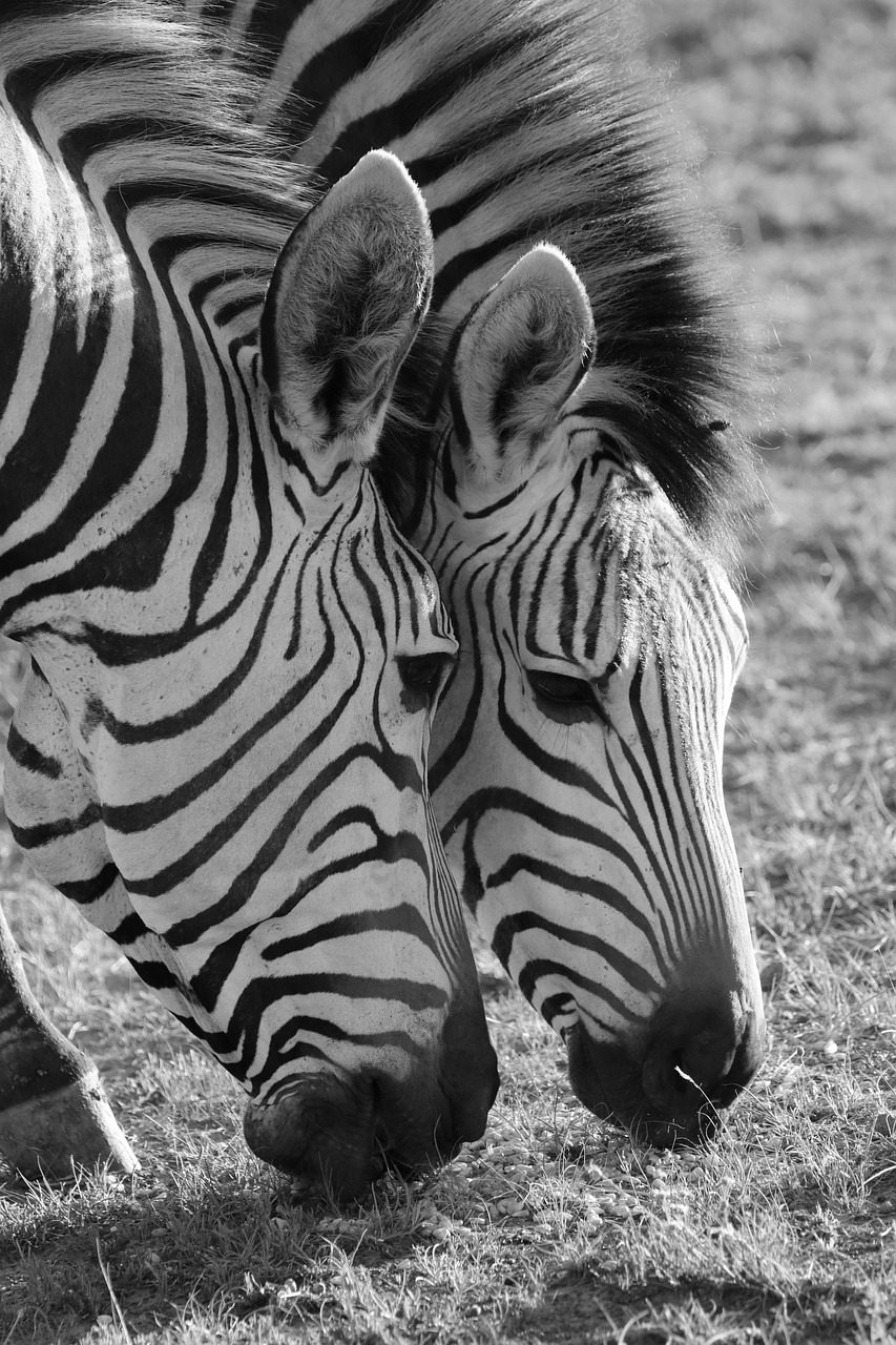 safari in south africa