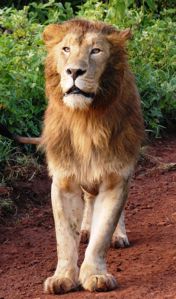 Lion safari Nairobi National Park