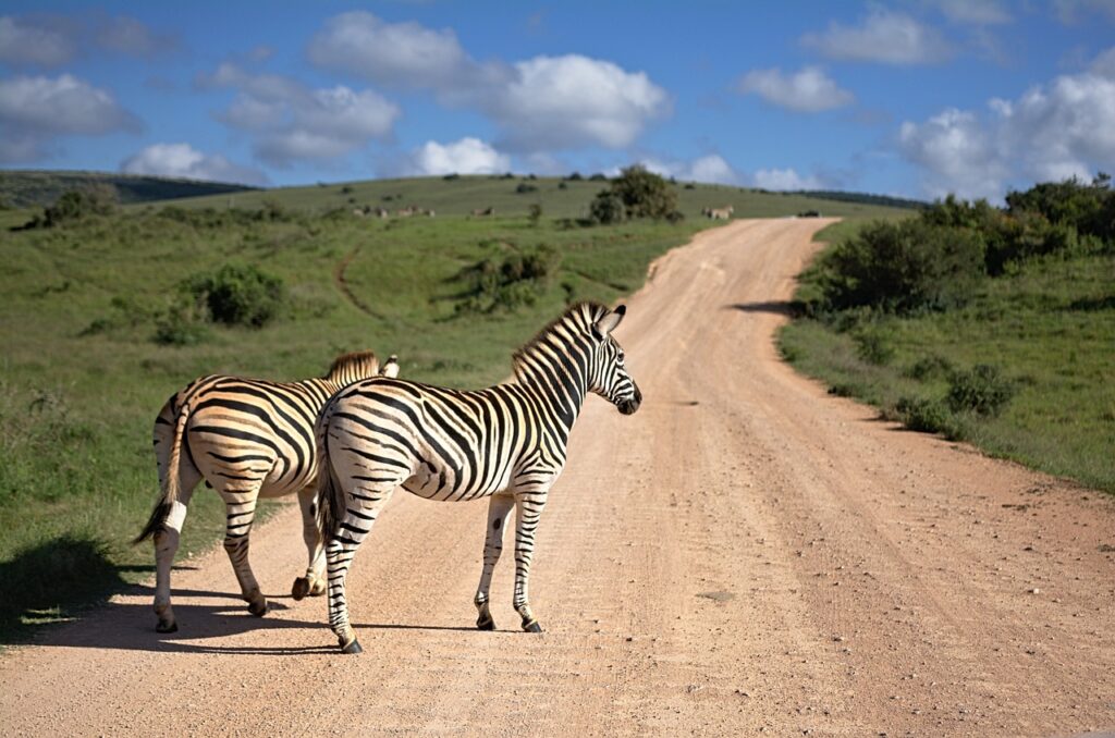 kruger national park