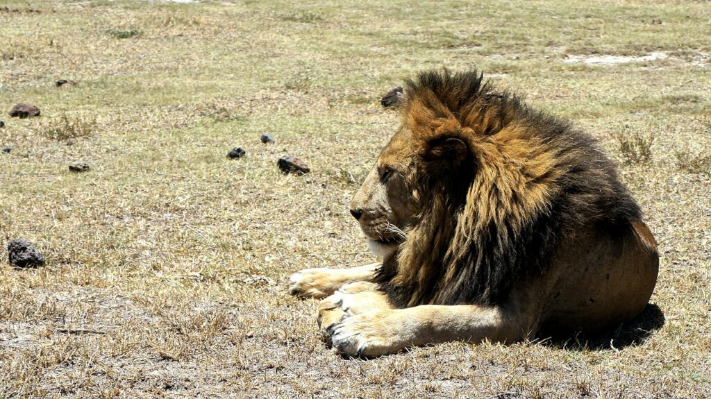 The big five at Tsavo