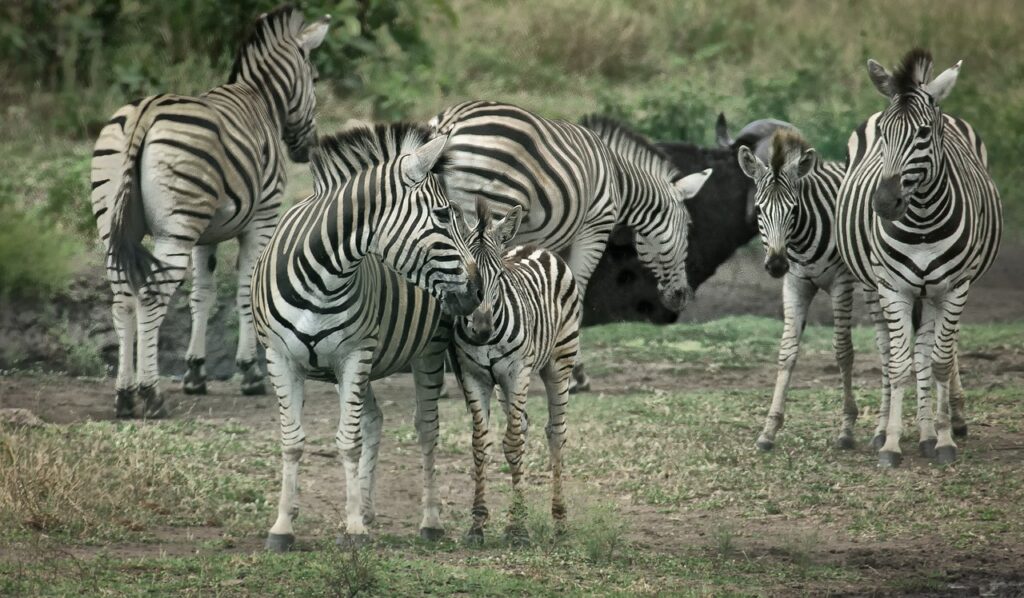 Tsavo west National park