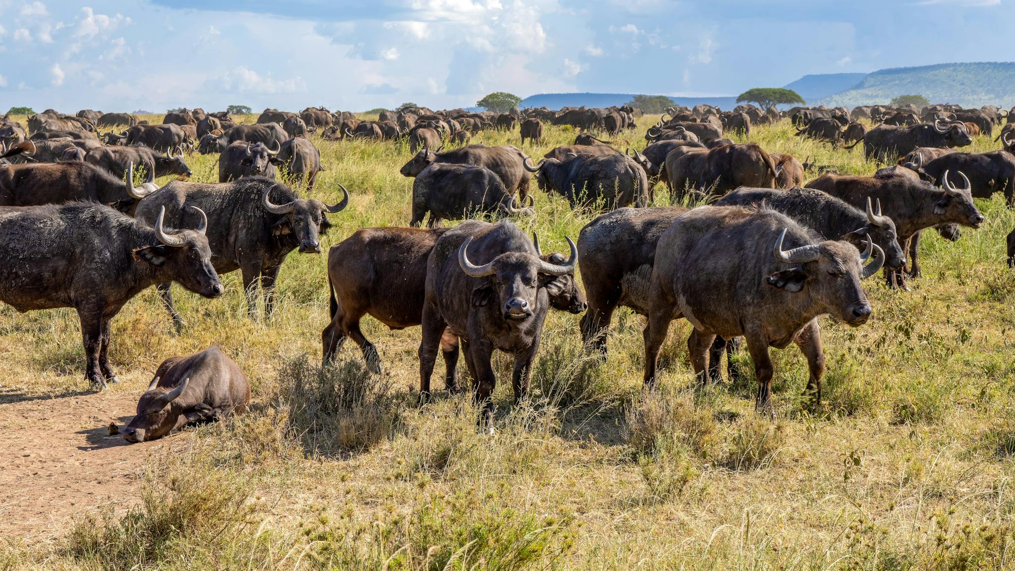 African Buffalos in the Savannah 