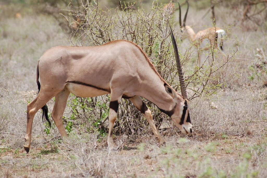 Oryx Samburu National Park