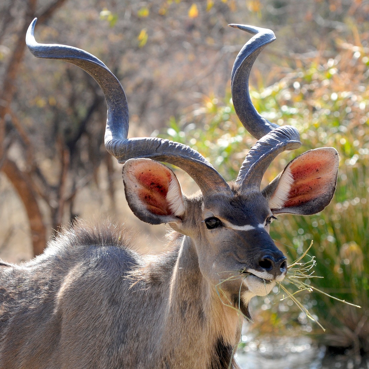 Botswana the country of safari