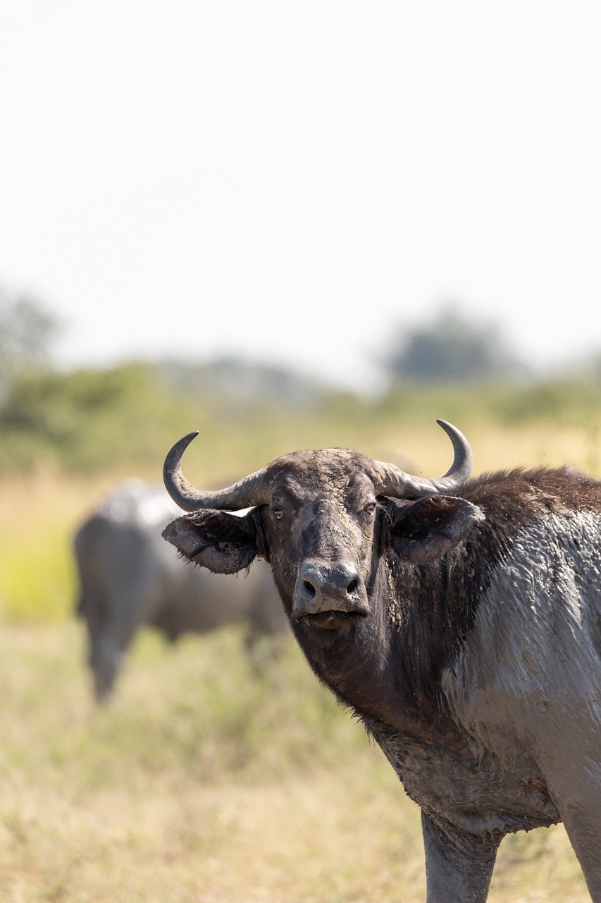 Buffalo in Lake Nakuru