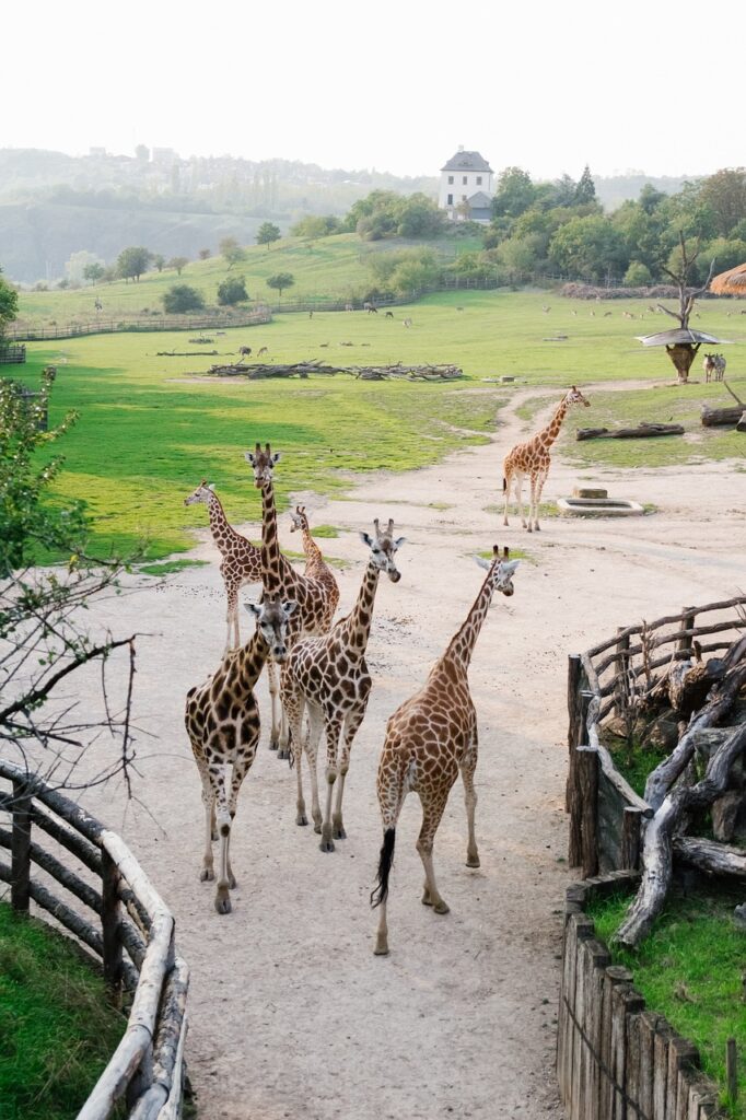 Giraffe center in Nairobi