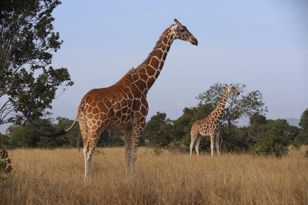 Samburu National Park giraffes