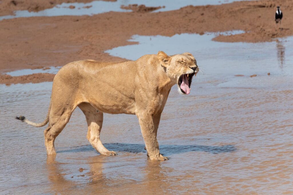 Samburu park lions