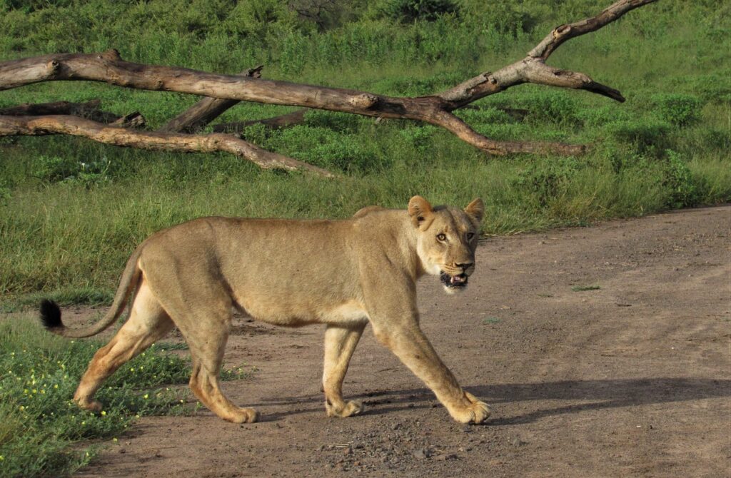 lion tours in zimbabwe