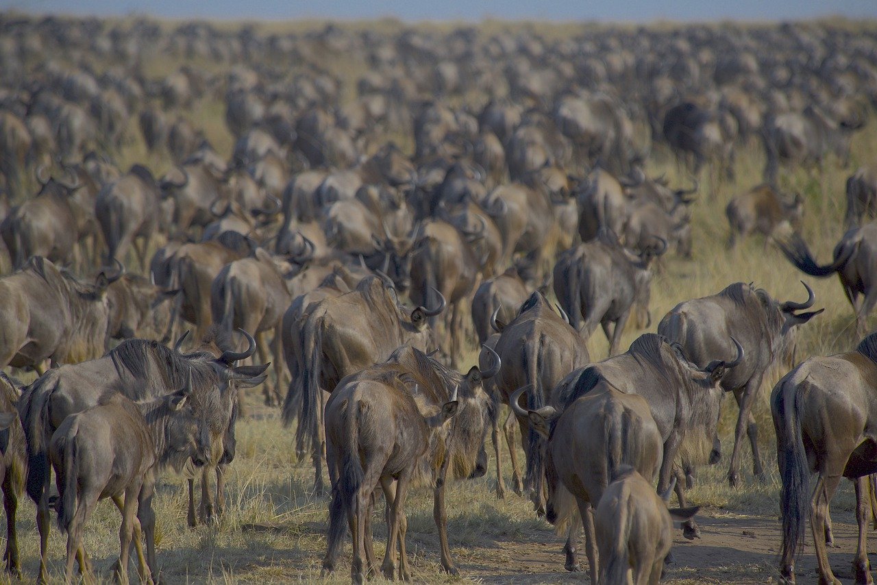 masai mara great migration