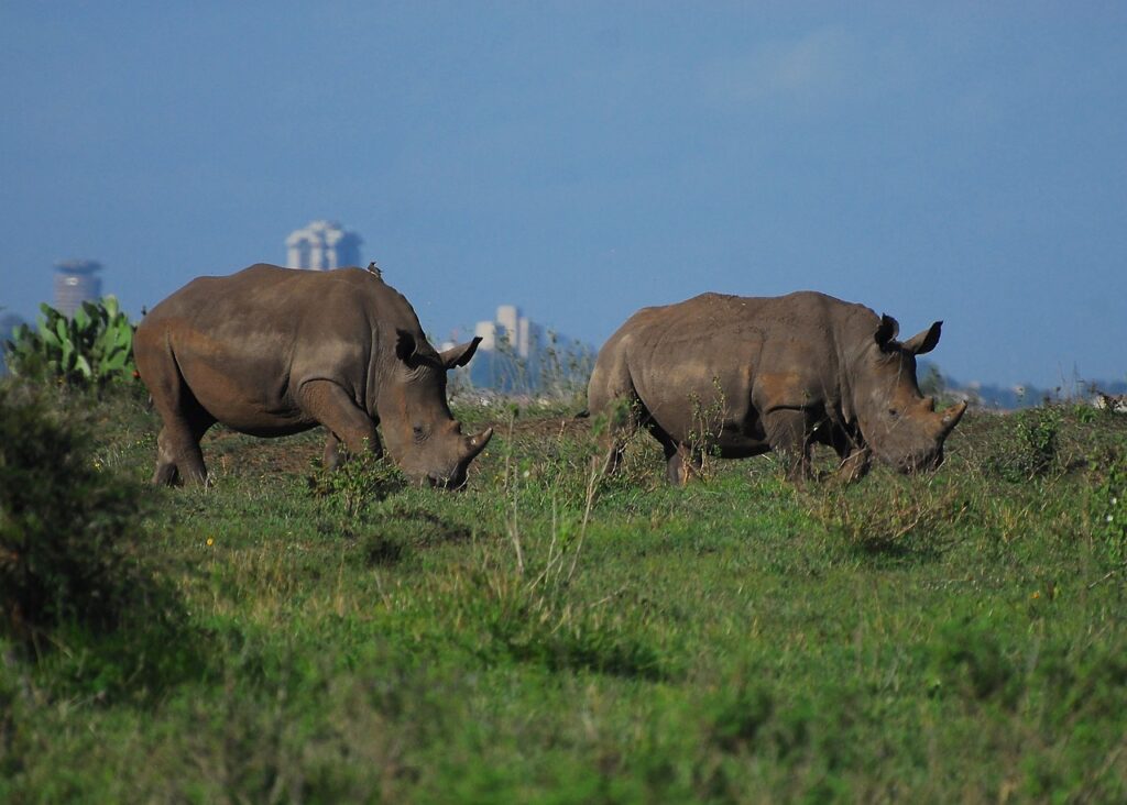 nairobi safari park rhinos