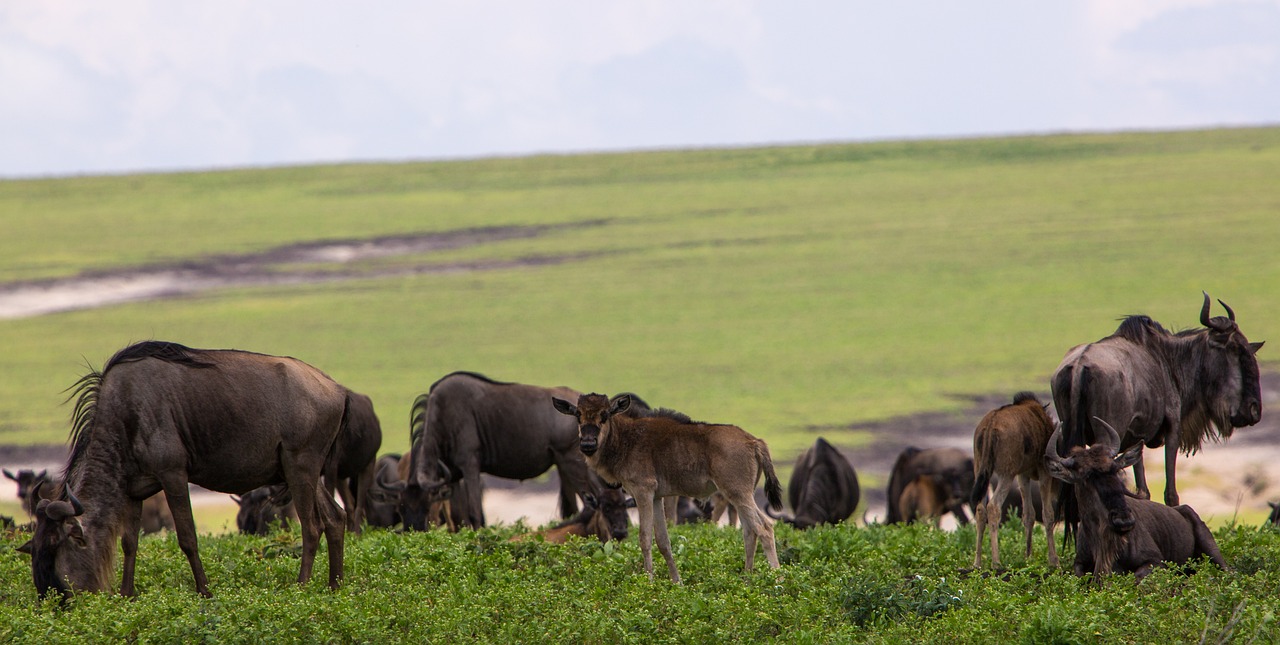 Ngorongoro crater