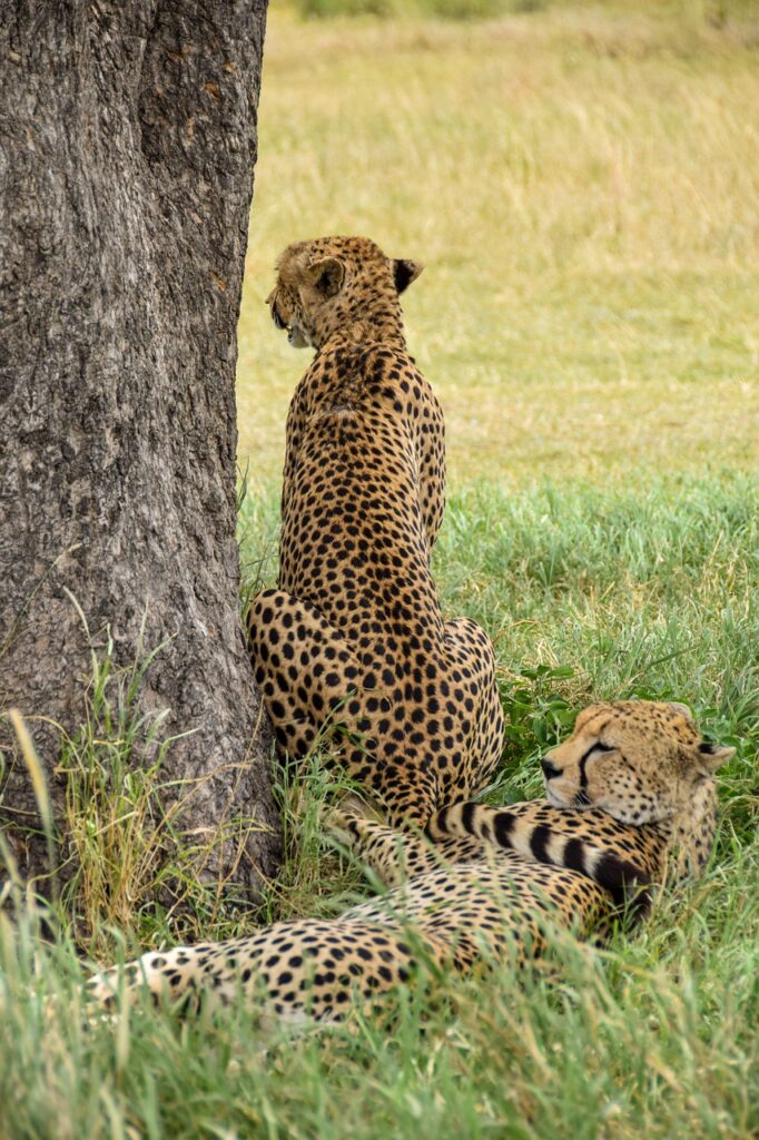 Cheetah in Serengeti park