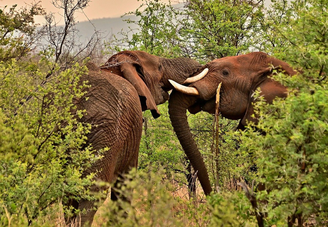 Elephant safari in Serengeti