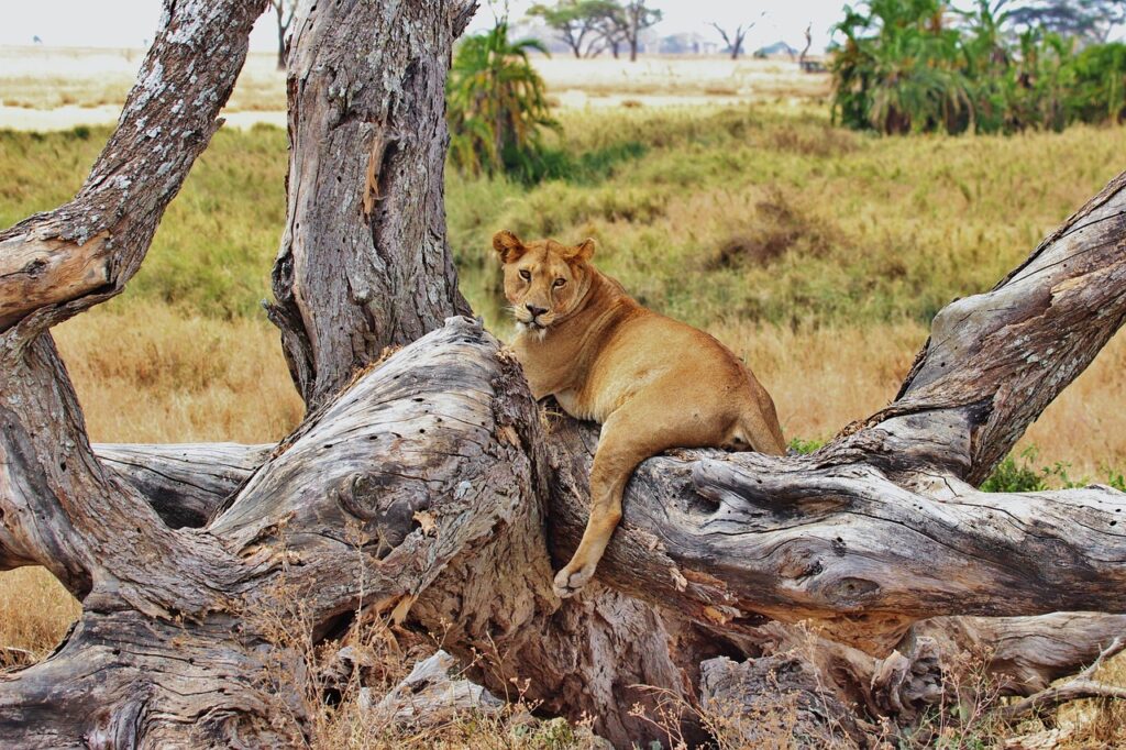 Serengeti national park lion