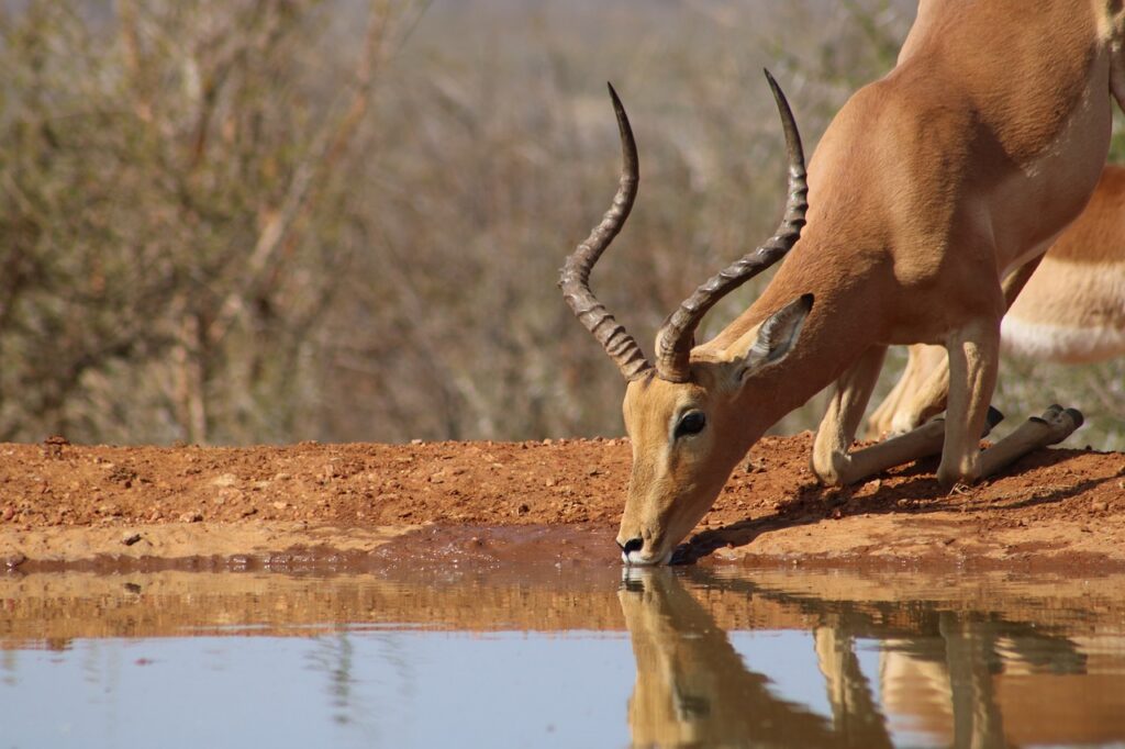 Serengeti safari luxury