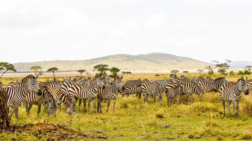 wildlife including wildebeest