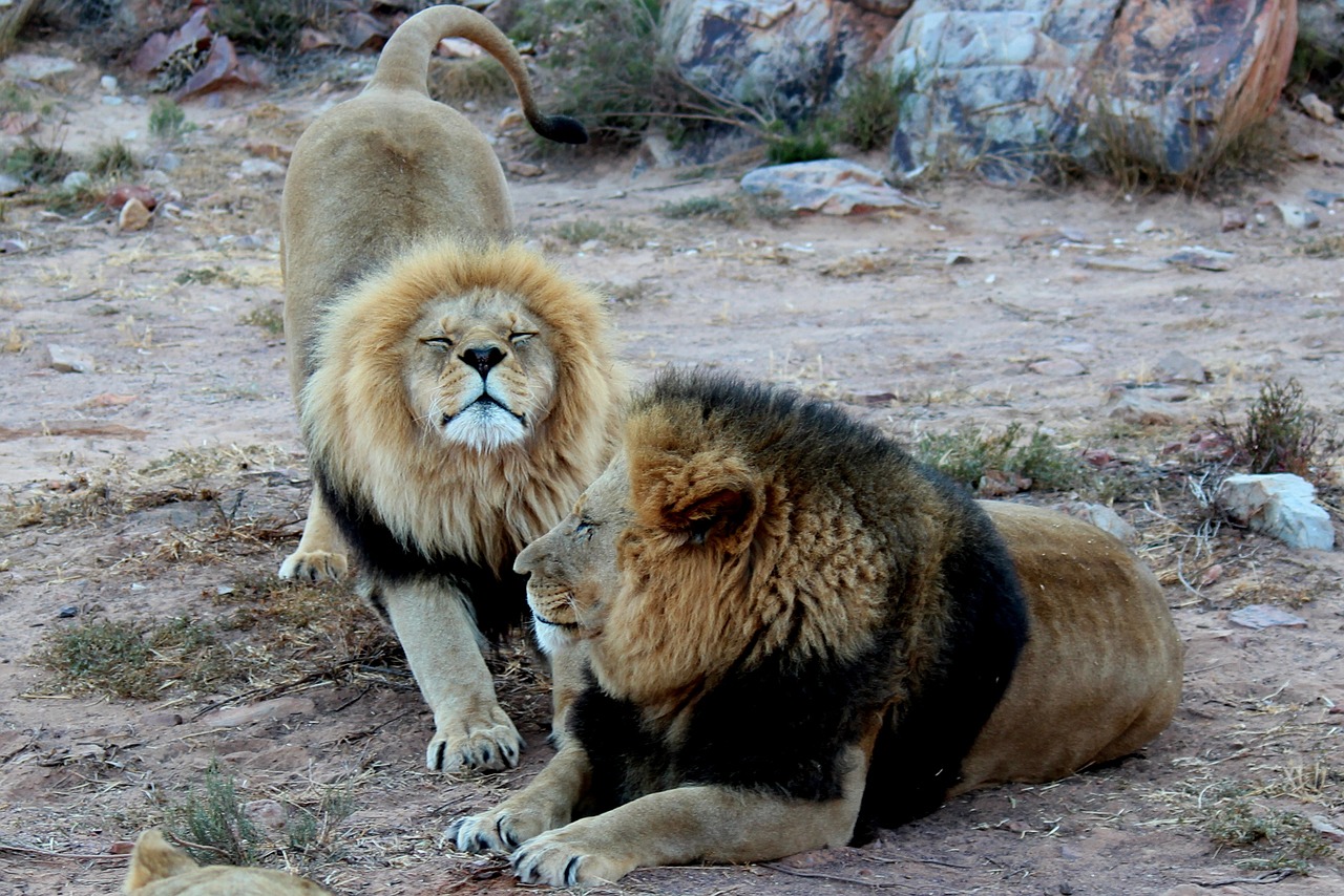 lions in south africa