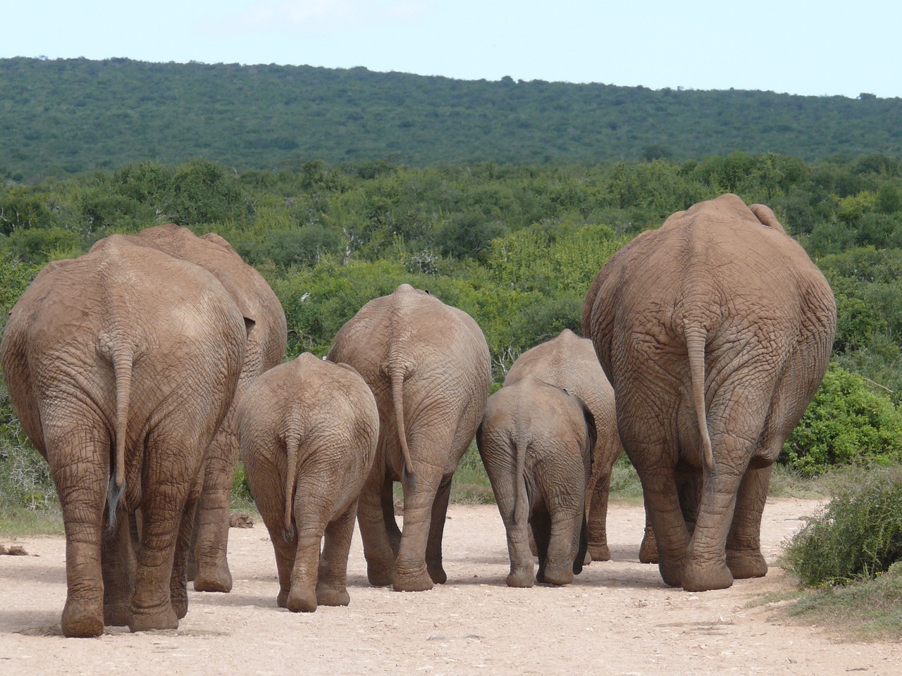 elephants in south africa