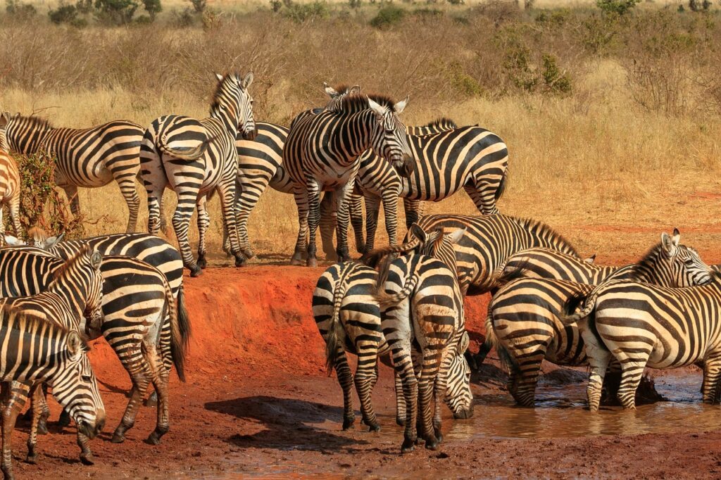 Tsavo Park attractions