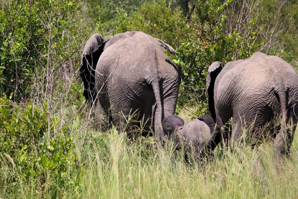 Tsavo National Park